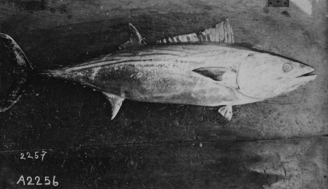 Gymnosarda. Picture
