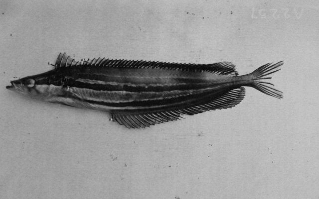 Heterostichus rostratus. Picture
