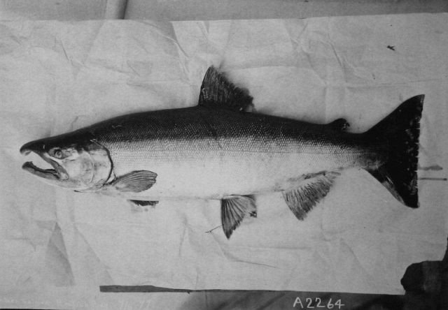 Blue brick salmon. Picture