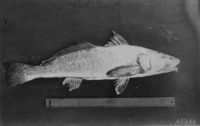A species of whiting. Picture