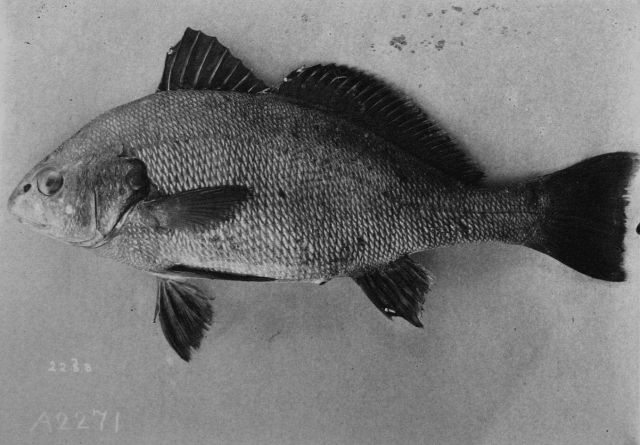 A Scaridae fish. Picture