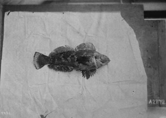 Hexagrammidae Sp., one of the Alaskan green fishes. Picture