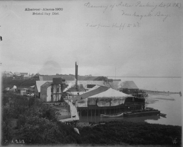 Albatross, AK, 1900, Bristol Bay district, cannery of Artic Packing Co Picture