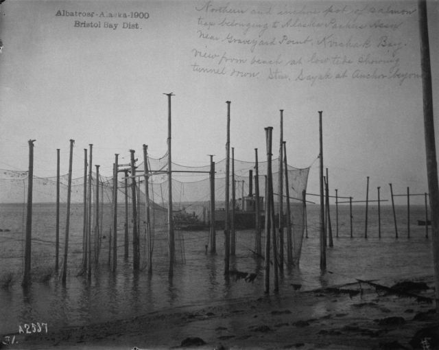 Albatross, AK, 1900, Bristol Bay district, northern and inshore pot of salmon trap belonging to Alaska Packers Assn., near Graveyard Point, Kvichak Ba Picture