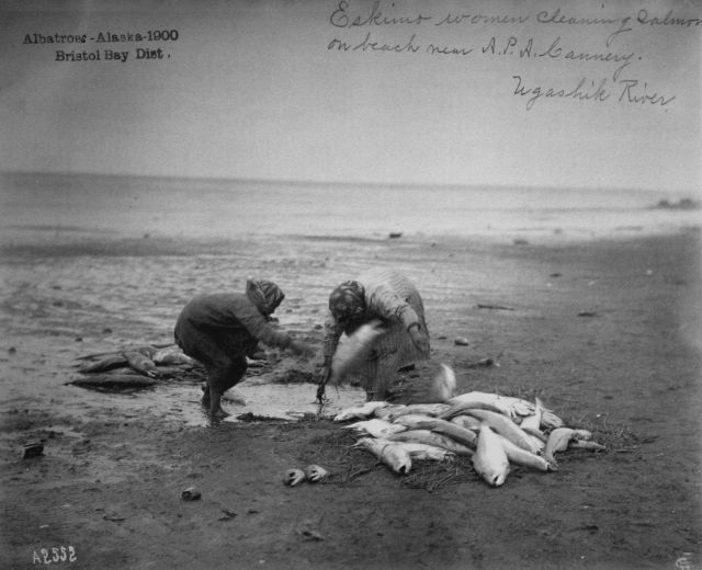 Albatross, AK, 1900, Bristol Bay district, Eskimo women cleaning salmon on beach near A.P.A Picture