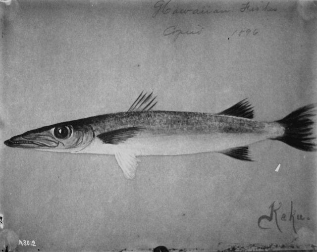 Hawaiian fishes, 1896, Kaku. Picture