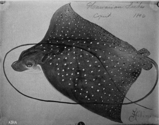 Hawaiian fishes, 1896, Hihimanu. Picture