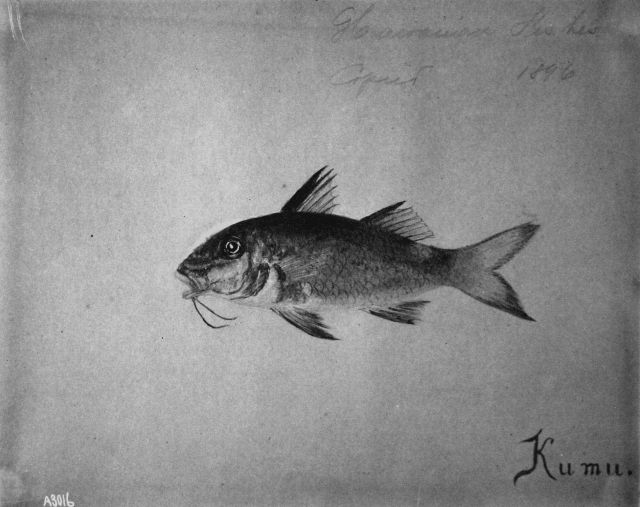 Hawaiian fishes, 1896, Kumu. Picture
