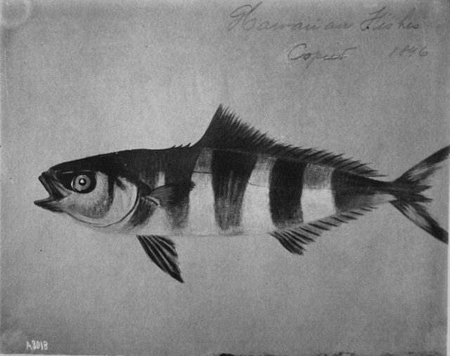 Hawaiian fishes, 1896, unidentified. Picture