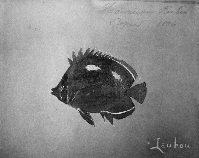 Hawaiian fishes, 1896, Iauhou. Picture