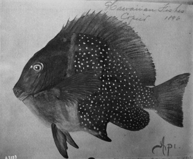 Hawaiian fishes, 1896, Api. Picture