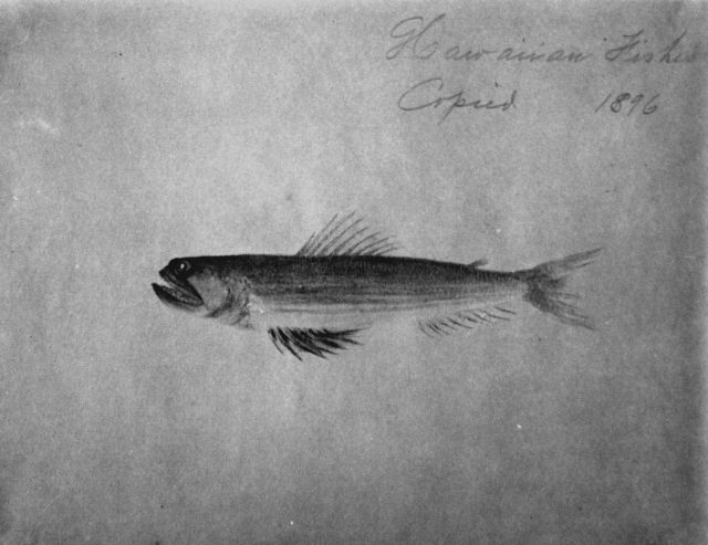 Hawaiian fishes, 1896, unidentified. Picture