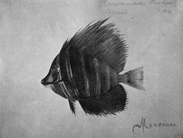 Hawaiian fishes, 1896, Maneoneo. Picture
