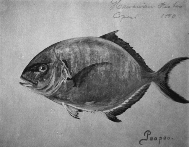 Hawaiian fishes, 1896, Paopao Picture