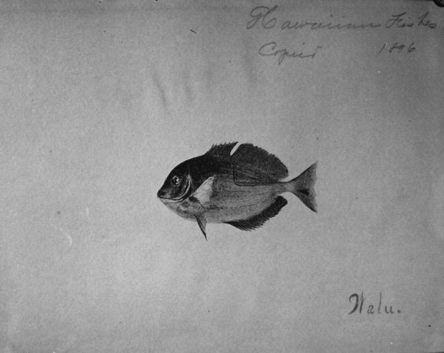 Hawaiian fishes, 1896, Walu. Picture