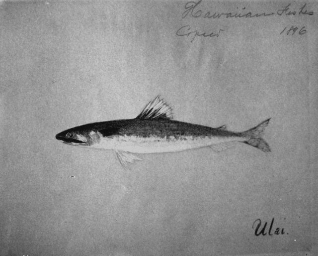 Hawaiian fishes, 1896, Ulai. Picture