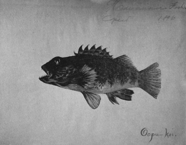 Hawaiian fishes, 1896, Oopu-kai. Picture