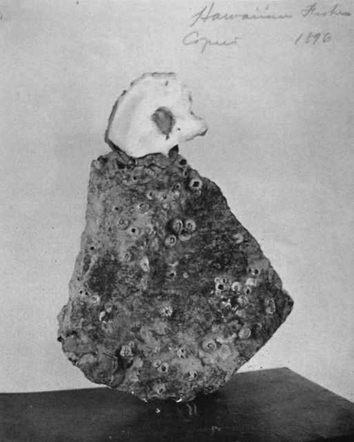 Hawaiian fishes, 1896, unidentified. Picture