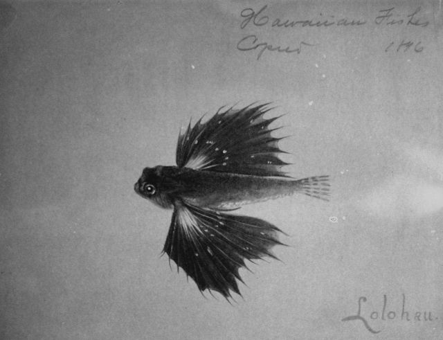Hawaiian fishes, 1896, Lolohua. Picture