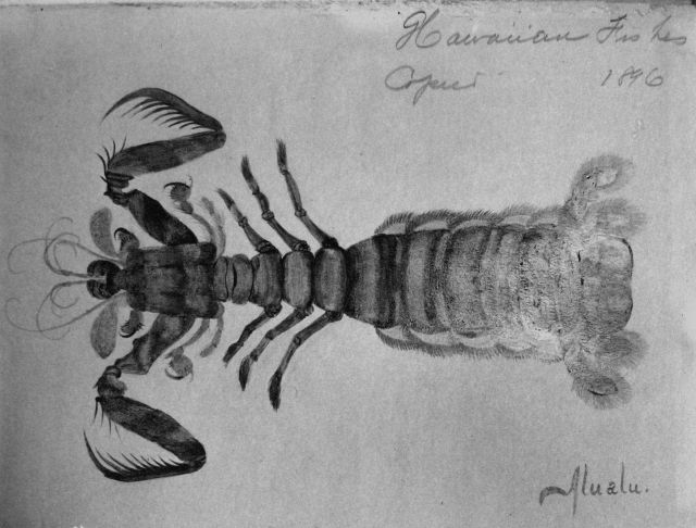 Hawaiian fishes, 1896, Alualu. Picture