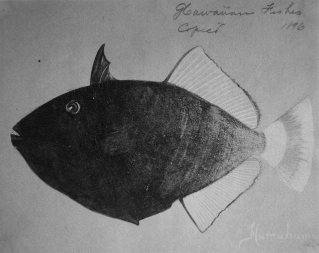 Hawaiian fishes, 1896, Humuhumu. Picture
