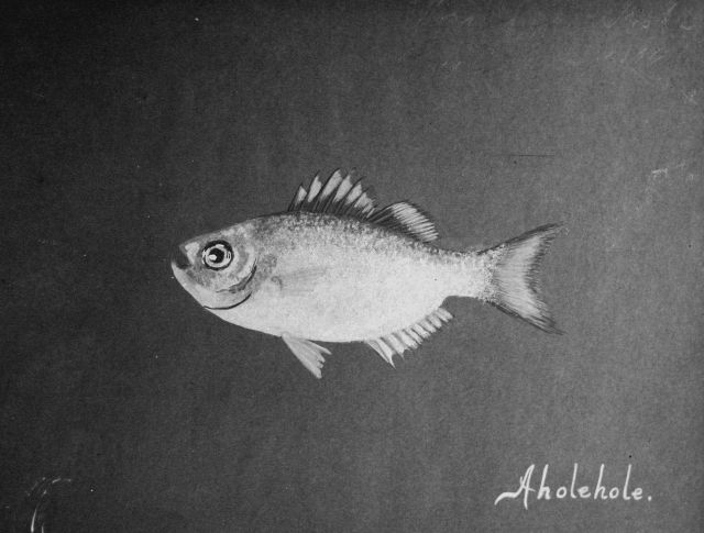 Hawaiian fishes, 1896, Aholehole. Picture