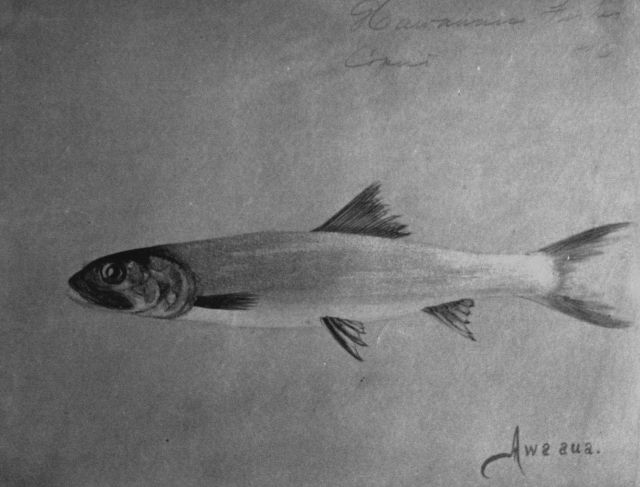 Hawaiian fishes, 1896, Awa aua. Picture