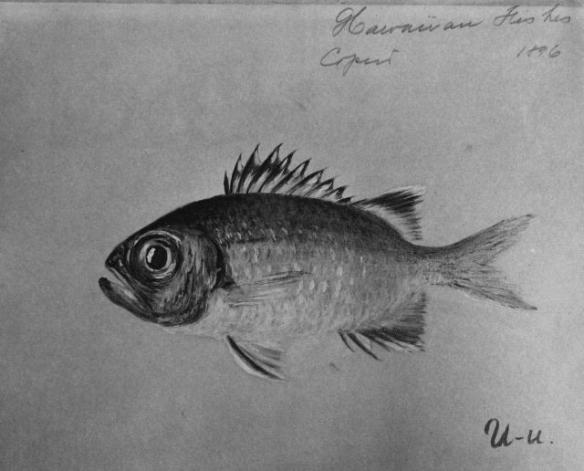 Hawaiian fishes, 1896, U-u. Picture