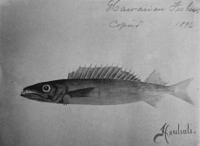 Hawaiian fishes, 1896, Hauliuli. Picture