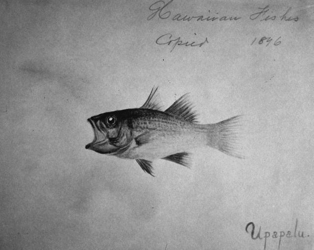 Hawaiian fishes, 1896, Uppapalu. Picture