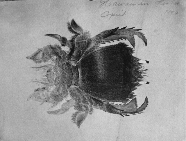 Hawaiian fishes, 1896, unidentified. Picture