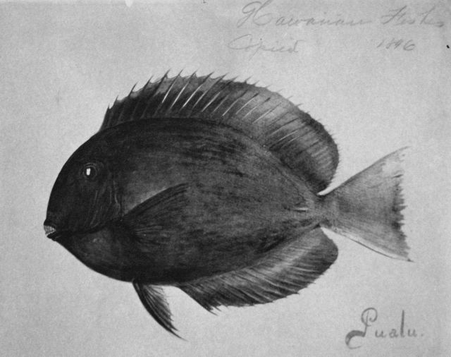 Hawaiian fishes, 1896, Pualu. Picture