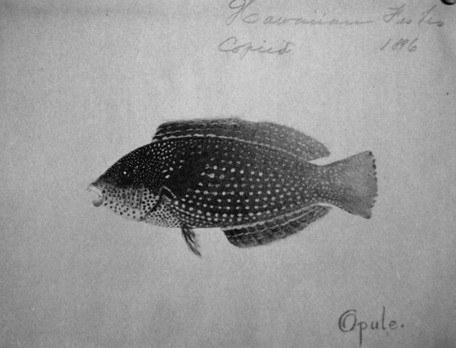 Hawaiian fishes, 1896, Opule. Picture