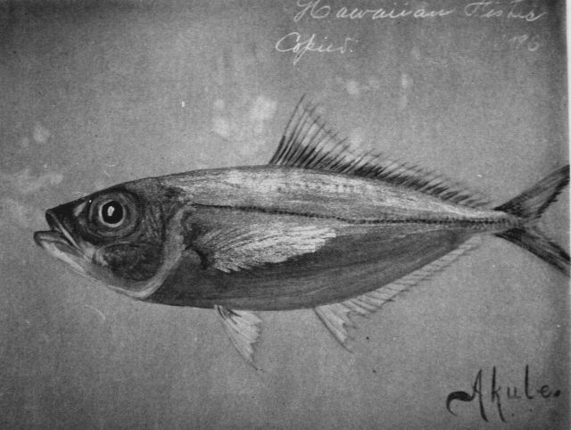 Hawaiian fishes, 1896, Akule. Picture