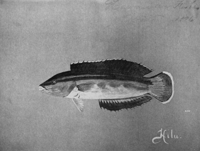 Hawaiian fishes, 1896, Hilu. Picture