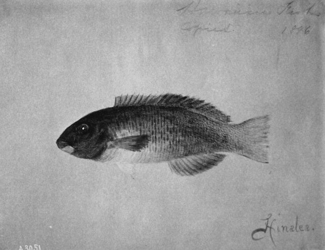 Hawaiian Fishes, 1896, Hinalea. Picture