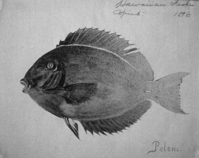 Hawaiian fishes, 1896, Palani. Picture