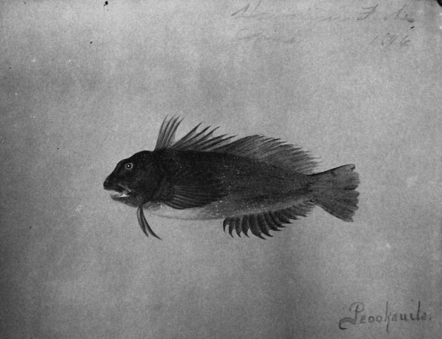 Hawaiian fishes, 1896, Peookauila. Picture
