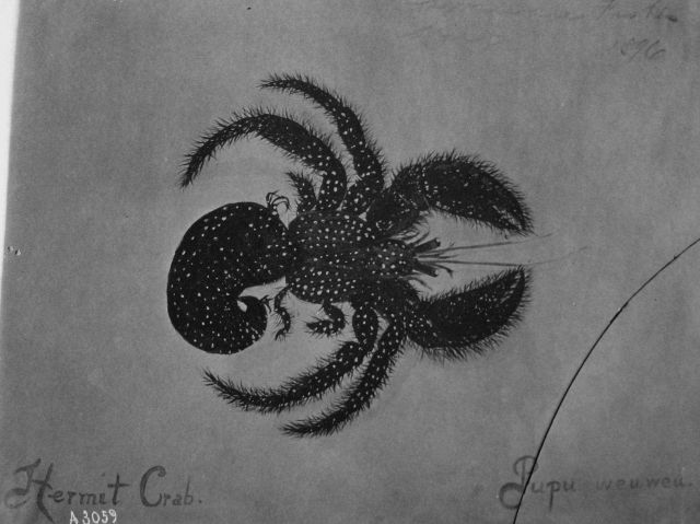 Hawaiian fishes, 1896, Pupu weuweu. Picture
