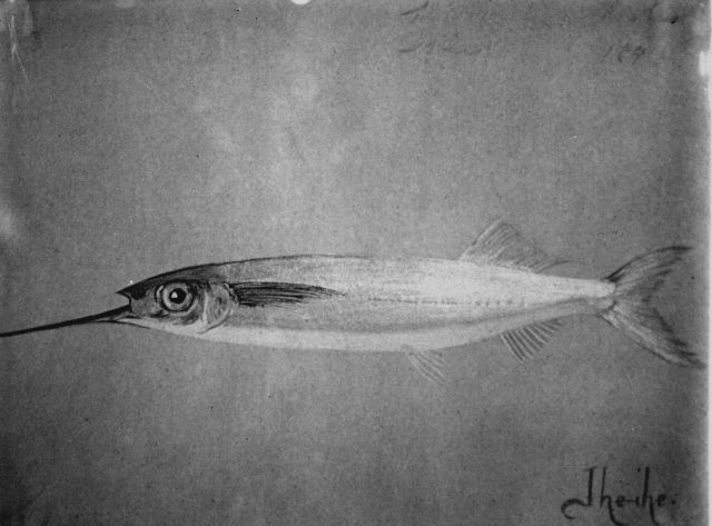 Hawaiian fishes, 1896, Ihe-ihe. Picture