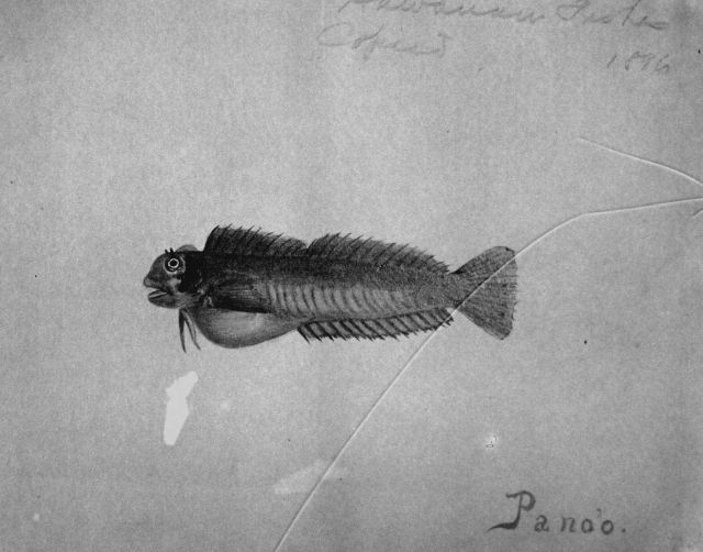 Hawaiian fishes, 1896, Pano'o. Picture