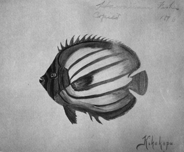 Hawaiian fishes, 1896, Kikekapu. Picture