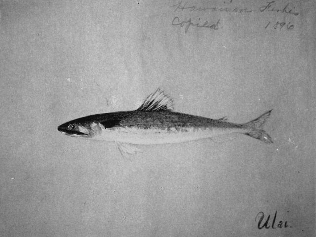 Hawaiian fishes, 1896, Ulai. Picture
