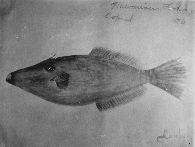 Hawaiian fishes, 1896, Loulu. Picture