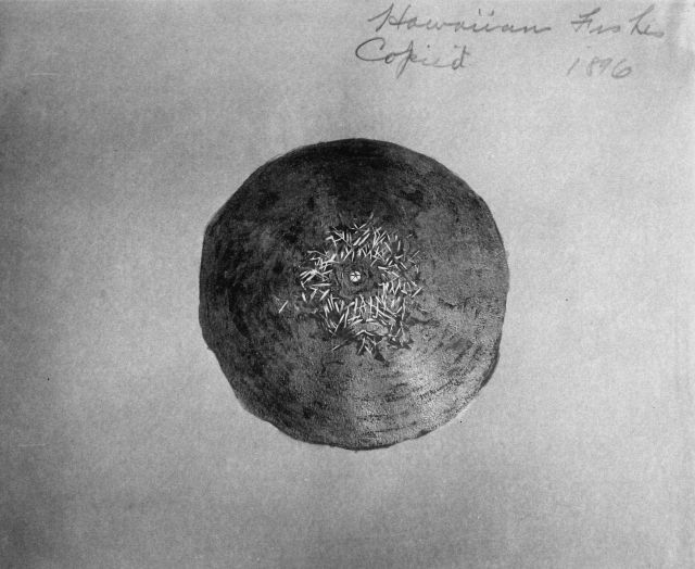 Hawaiian fishes, 1896, unidentified. Picture