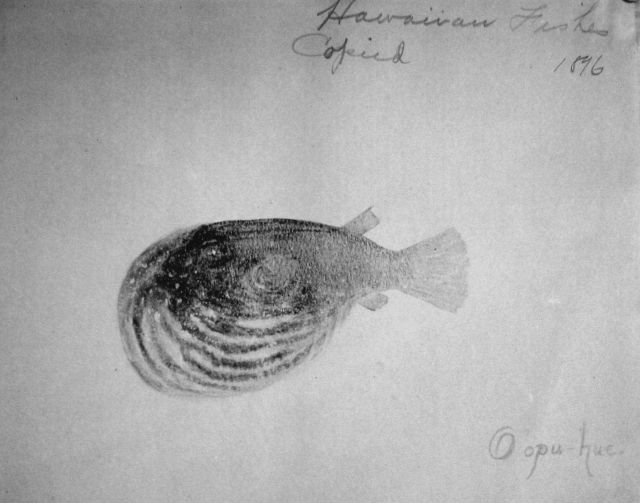 Hawaiian fishes, 1896, Oopu-hue. Picture