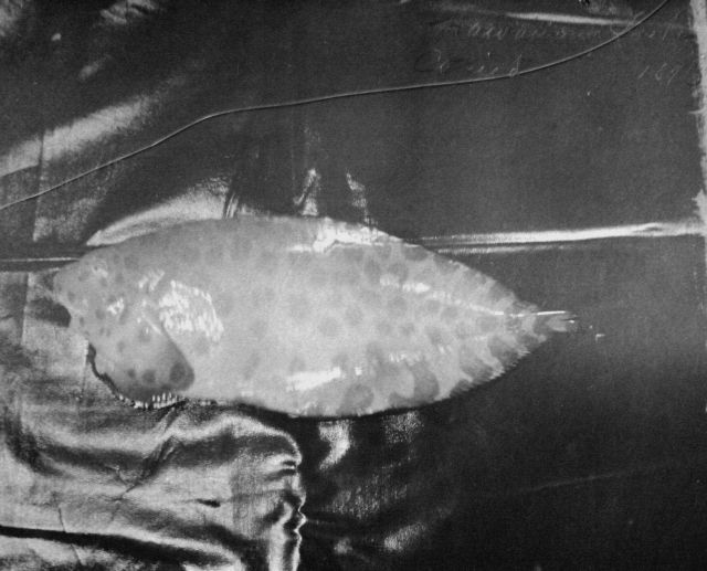 Hawaiian fishes, 1896, unidentified. Picture