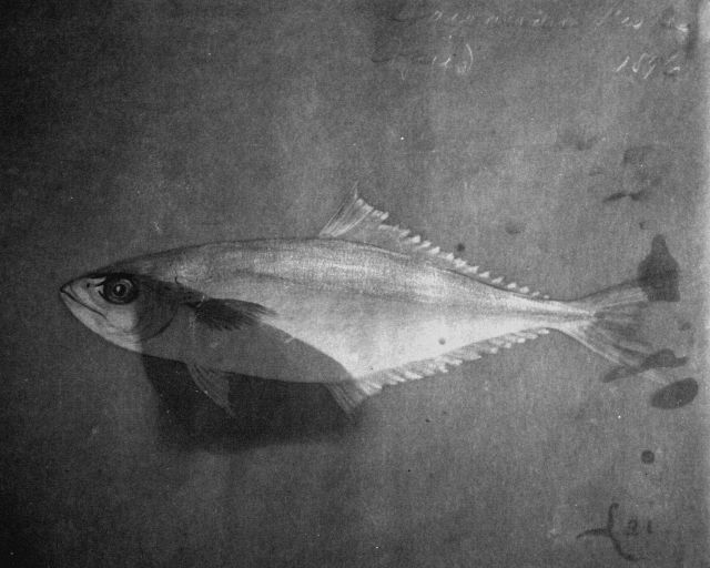 Hawaiian Fishes, 1896, Lai. Picture