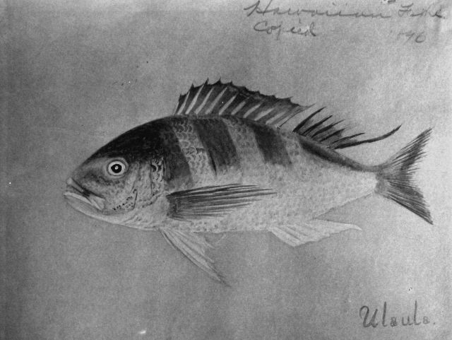 Hawaiian Fishes, 1896, Ulaula. Picture