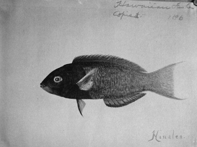 Hawaiian Fishes, 1896, Hinalea. Picture